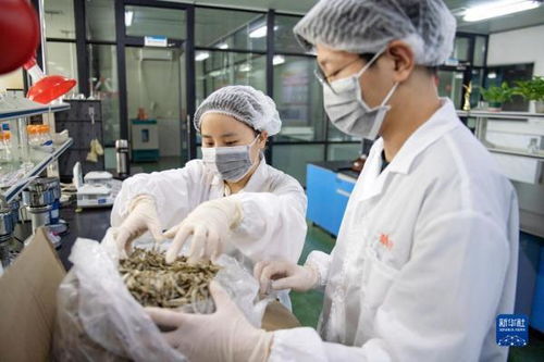 中國首次進(jìn)口肯尼亞野生鳀魚產(chǎn)品 中非經(jīng)貿(mào)博覽會(huì)上的新亮點(diǎn)